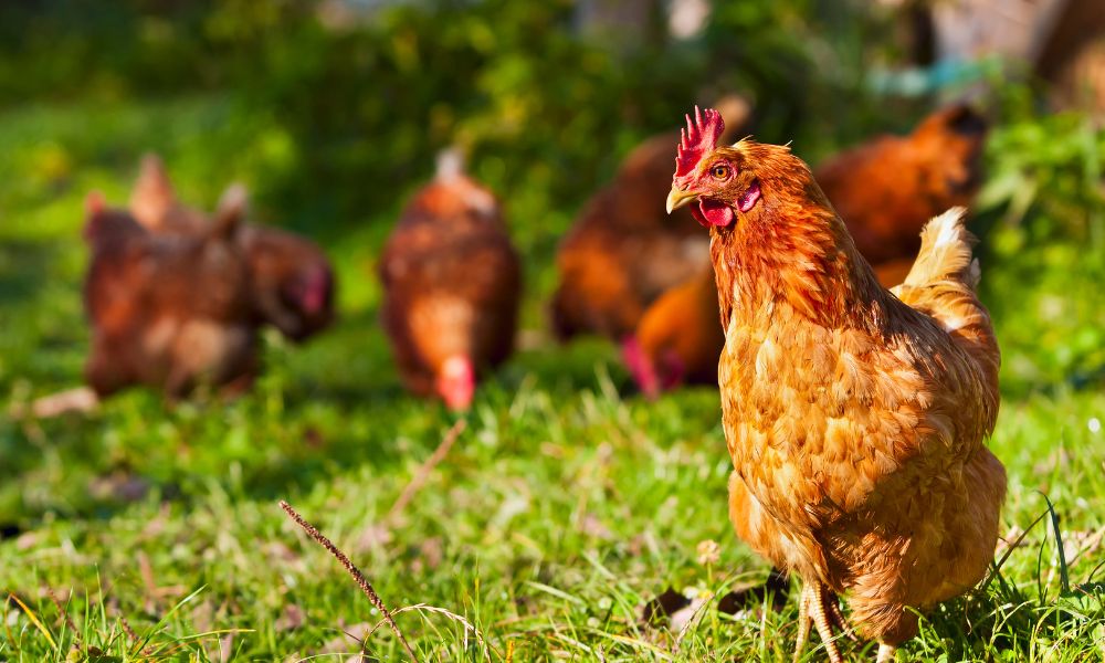 5 Things To Know Before Raising Chickens