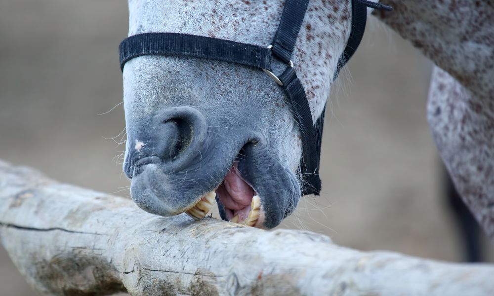 Why Dental Care Is Important for Your Horse