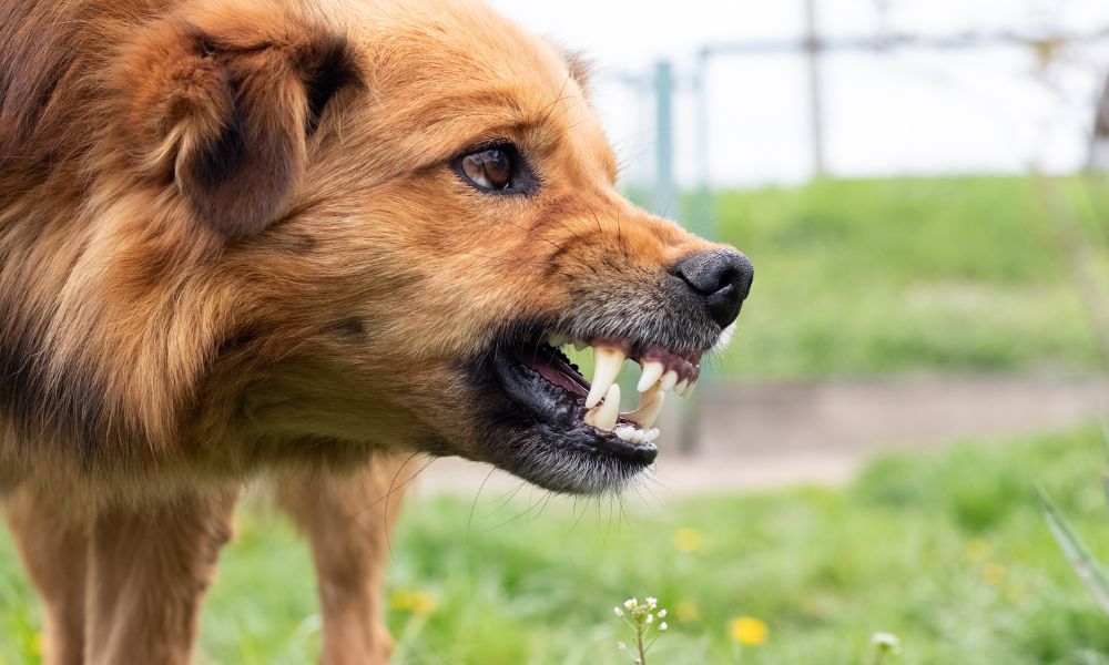 The Most Common Reasons Behind Canine Aggression