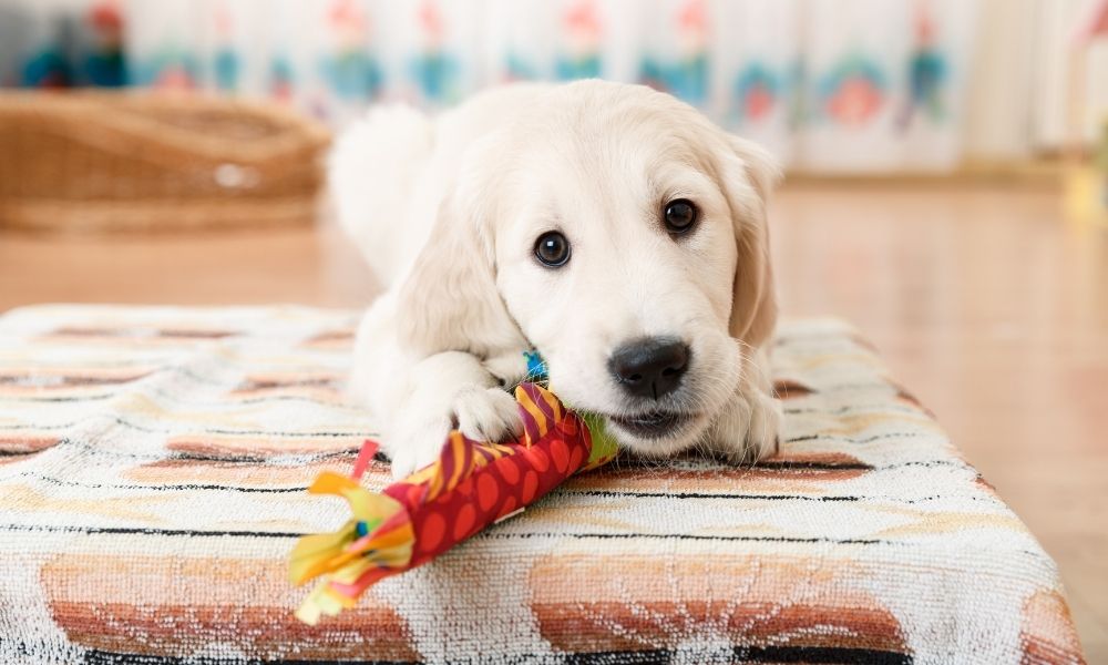 Preparing Your Home for a New Pet: What To Know