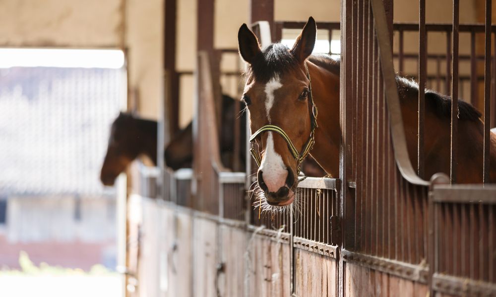 4 Things To Consider When Building Your Horse Barn