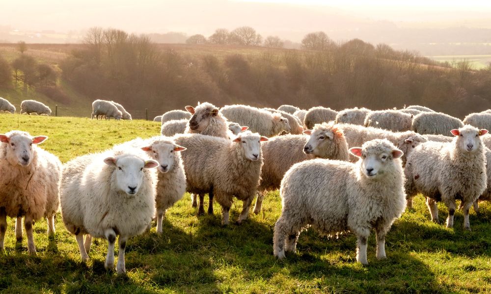 Everything You’ll Need To Start a Sheep Farm