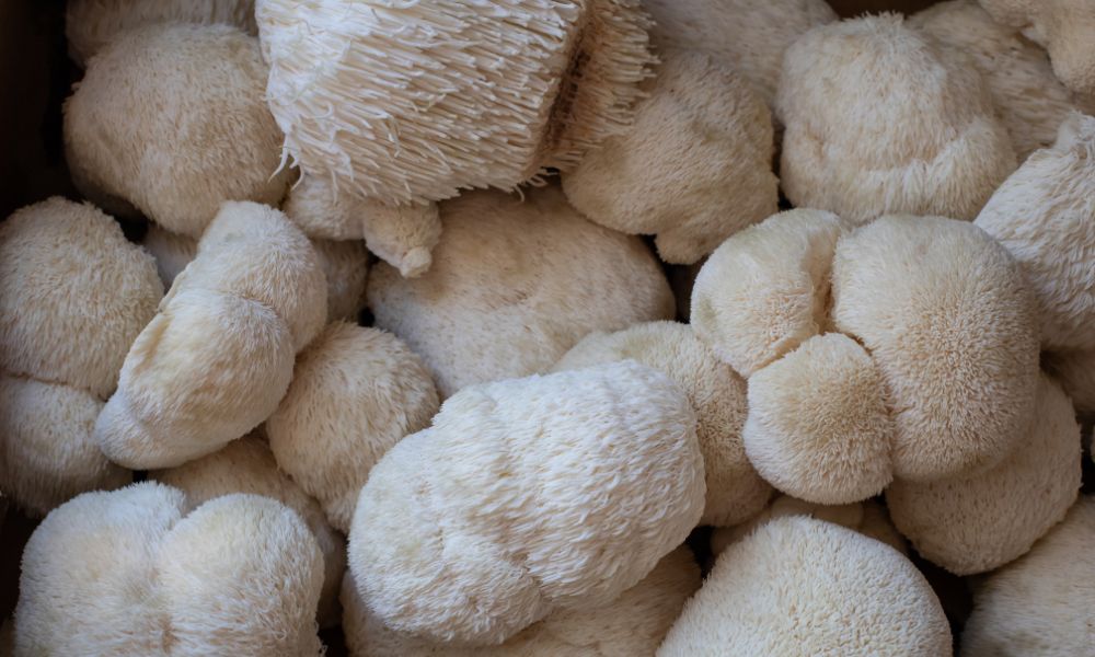 3 Health Benefits of Lion’s Mane Mushrooms for You