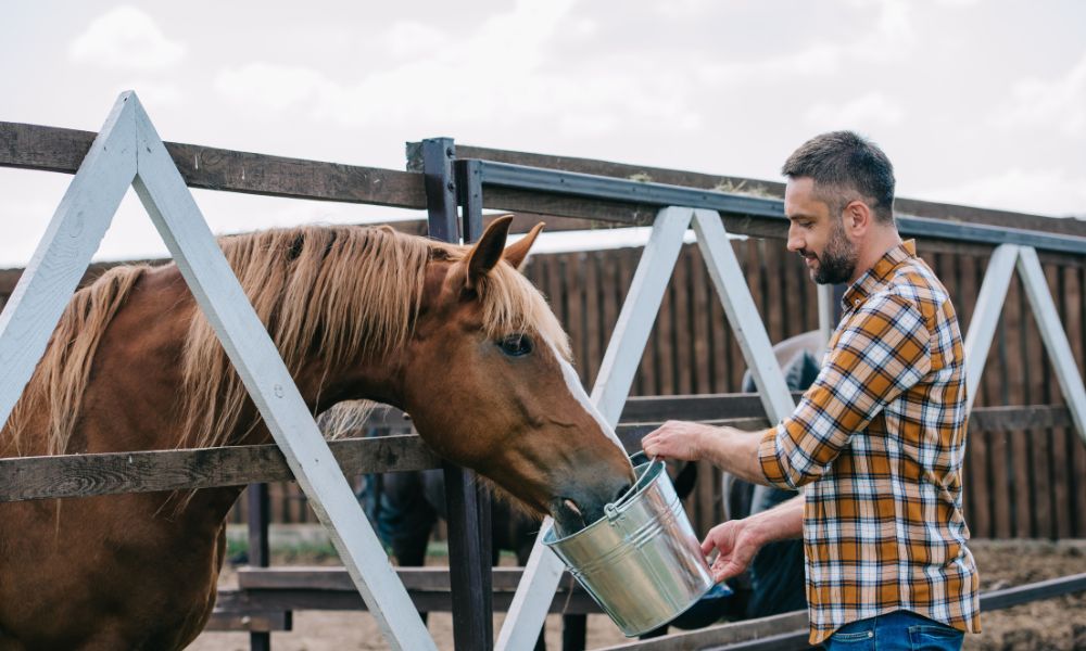 Best Practices for Taking Care of Your Horse