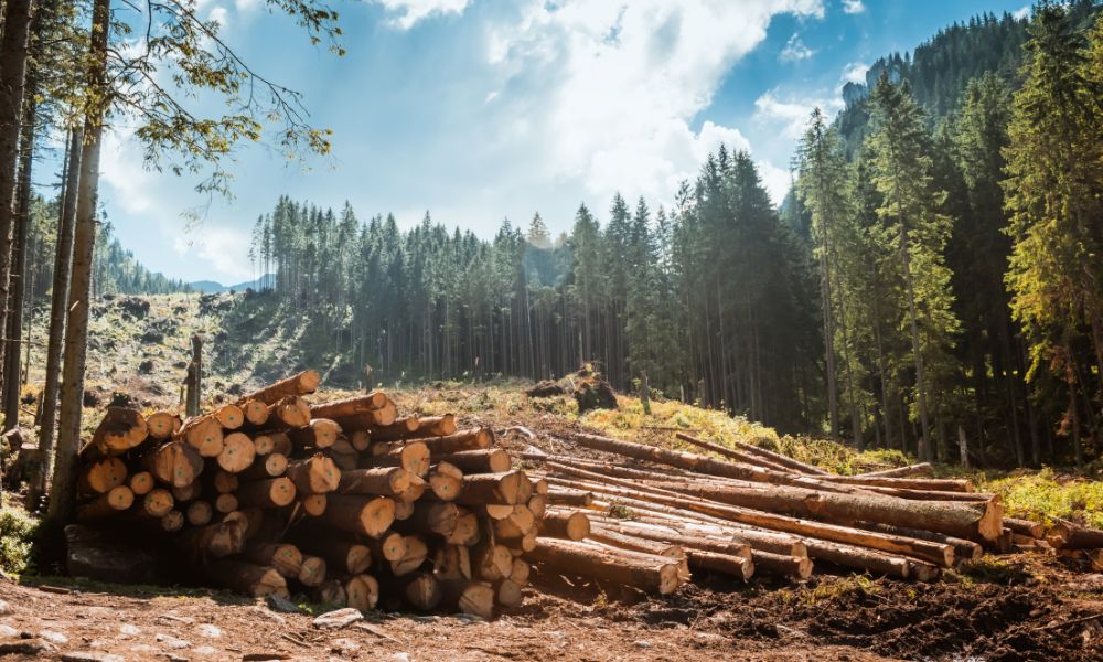 The Top Advantages of the Logging Industry