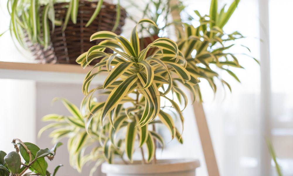 Non-Toxic Indoor Plants Safe for Your Home