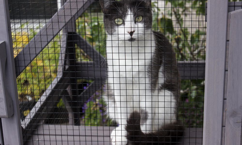 Why You Should Build a Catio for Your Cat